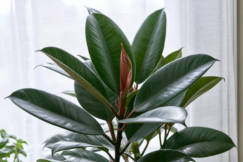 Ficus elastica plant with large glossy dark green leaves and a new red bud near a window with sheer curtain