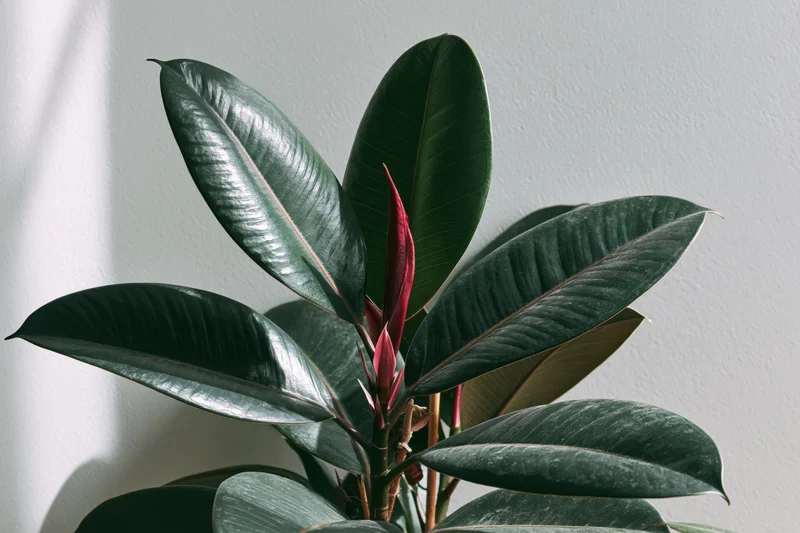 Close-up of a rubber plant with large glossy dark green leaves and a new red sprout against a light wall