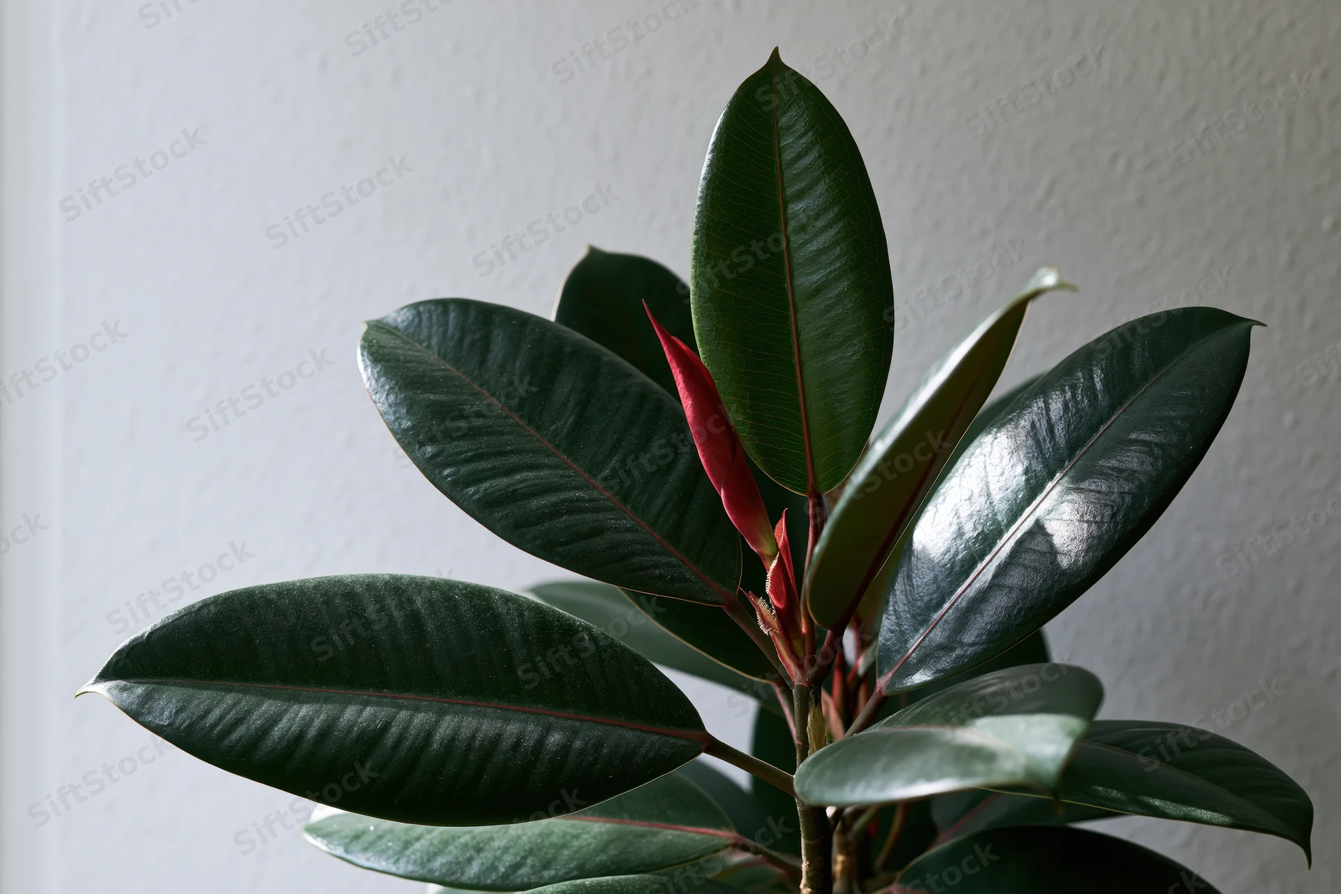 Closeup of a rubber plant with large glossy dark green leaves and a red new bud against a white wall