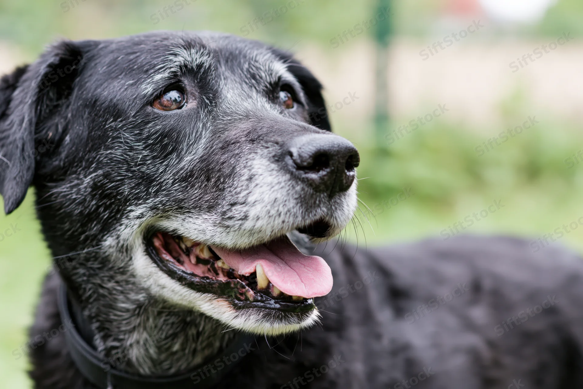 Senior mixed-breed dog with open mouth and grey muzzle in outdoor grass setting