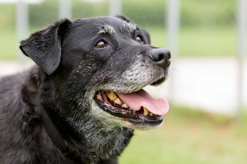 Senior mixedbreed dog with open mouth and grey muzzle outdoors in grassy area
