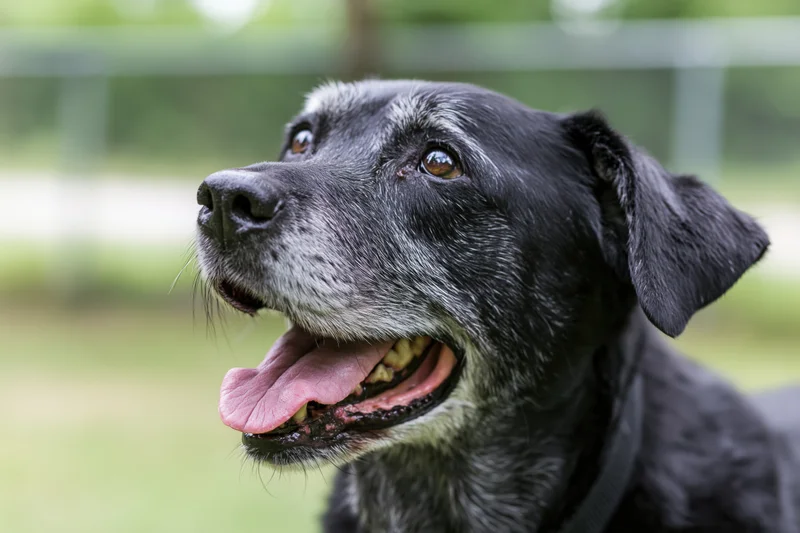 Senior mixedbreed dog with grey muzzle and open mouth outdoors in a park