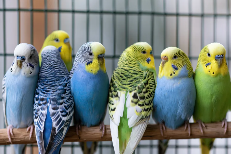 Seven budgerigars perched closely together on a wooden branch inside a cage