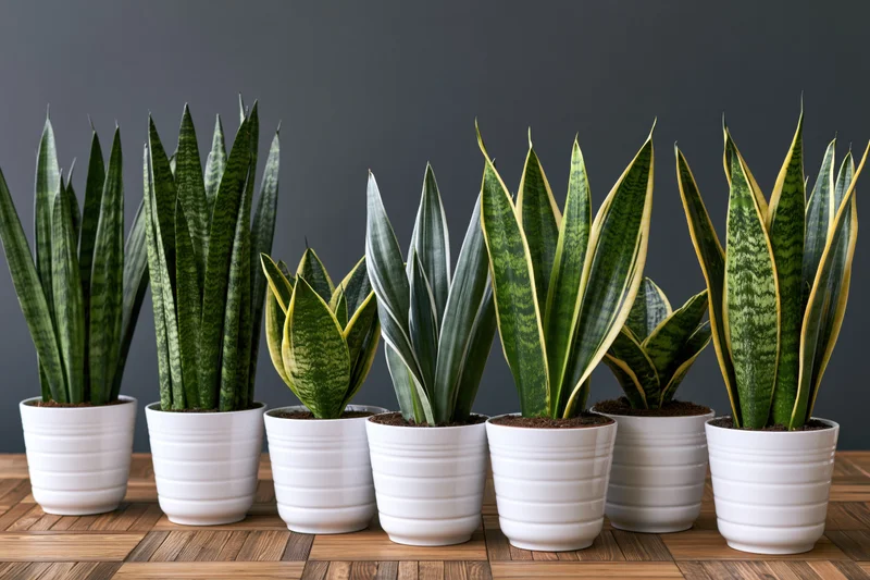 Seven sansevieria plants in white ceramic pots arranged in a row on a wooden surface