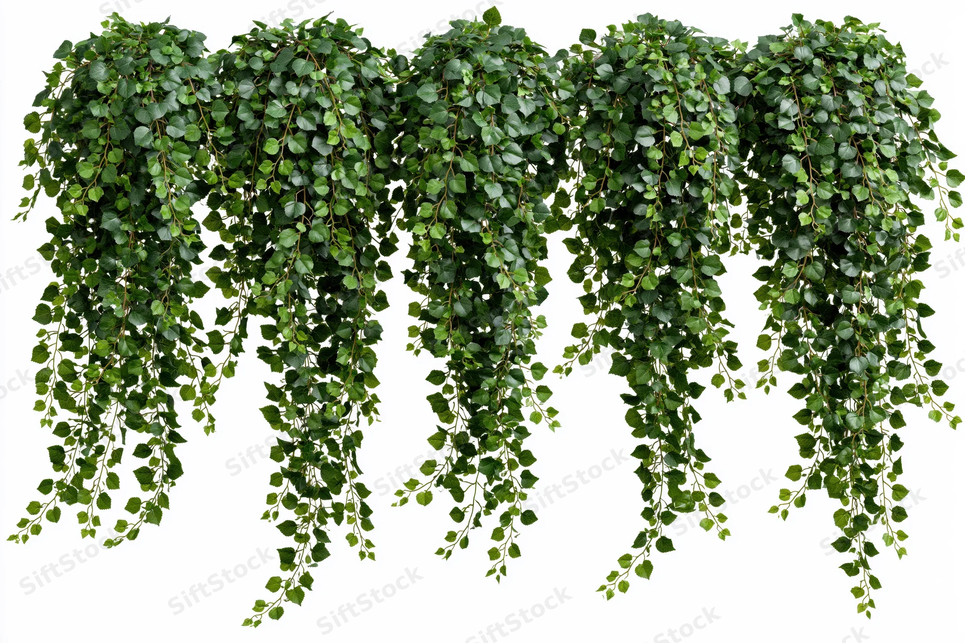 Cascading artificial ivy vines with small round leaves hanging against white background