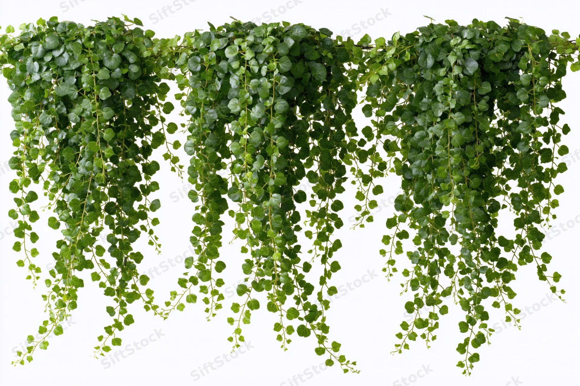Cascading ivy vines with small round leaves hanging against white background