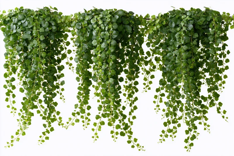 Cascading ivy vines with small round leaves hanging against white background