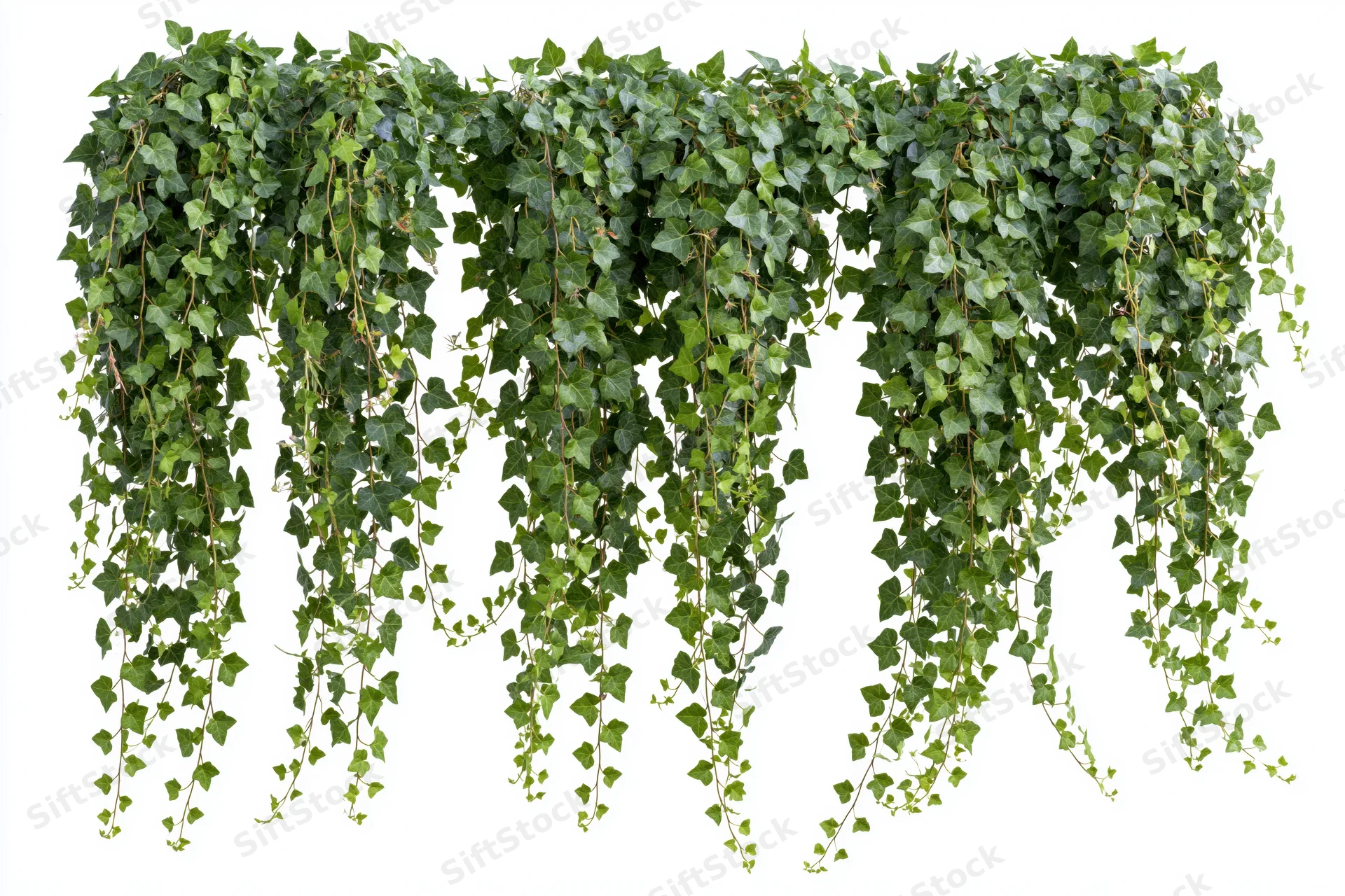 Cascading ivy vines with small round leaves hanging against white background