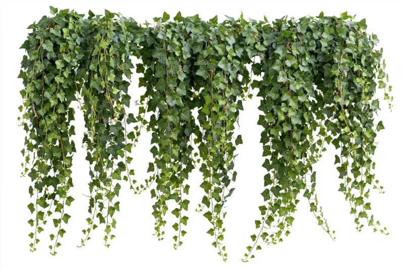 Cascading ivy vines with small round leaves hanging against white background