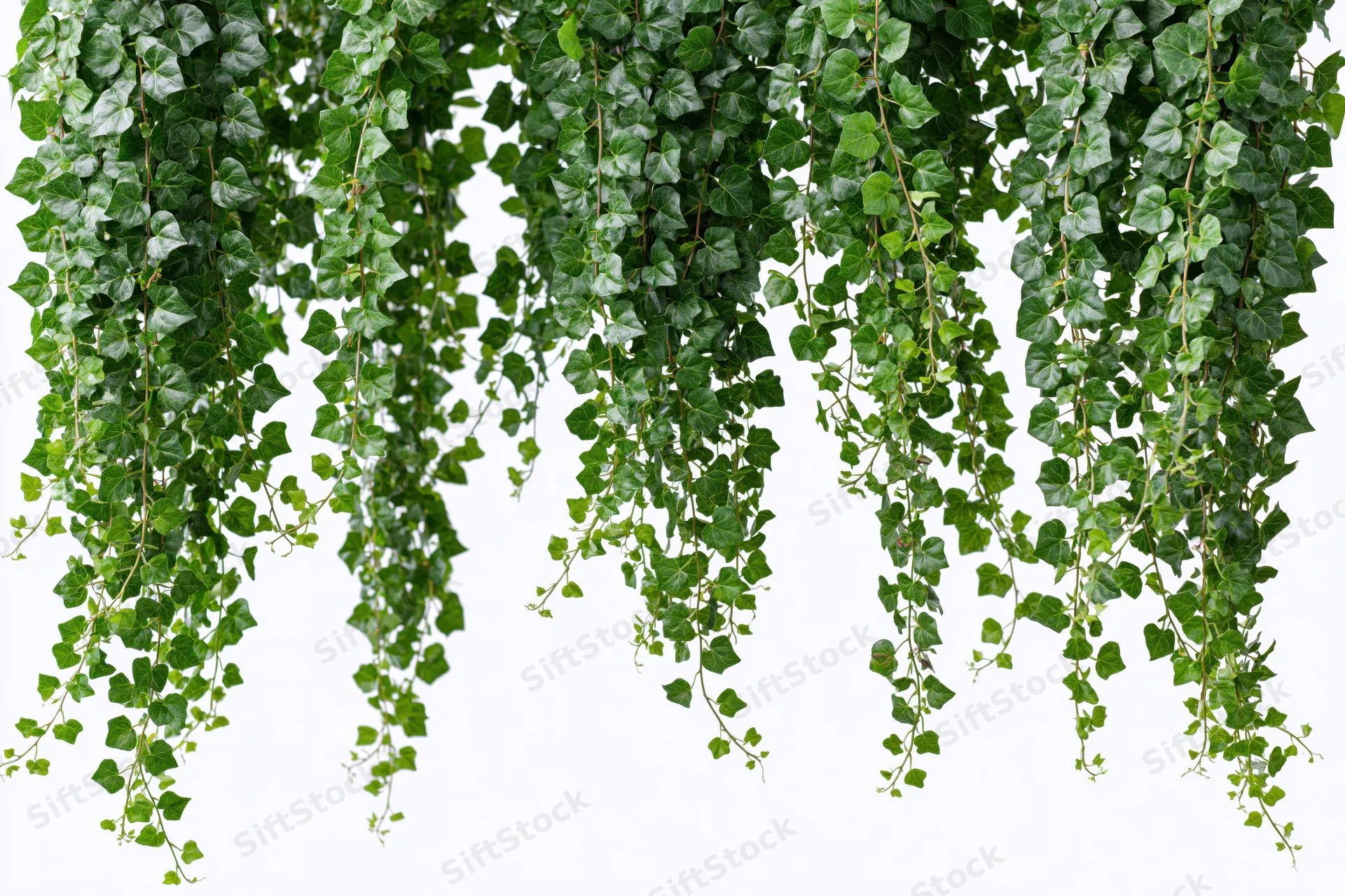 Cascading ivy vines with small round leaves hanging against white background