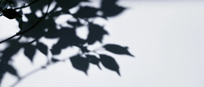 Shadow of tree branches and leaves cast across a white surface in soft natural light