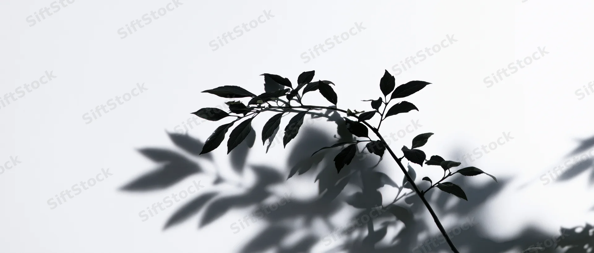 Leafy branch casting shadow on white surface