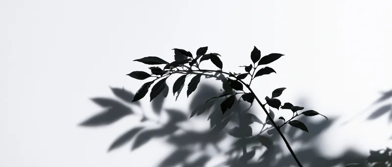 Leafy branch casting shadow on white surface