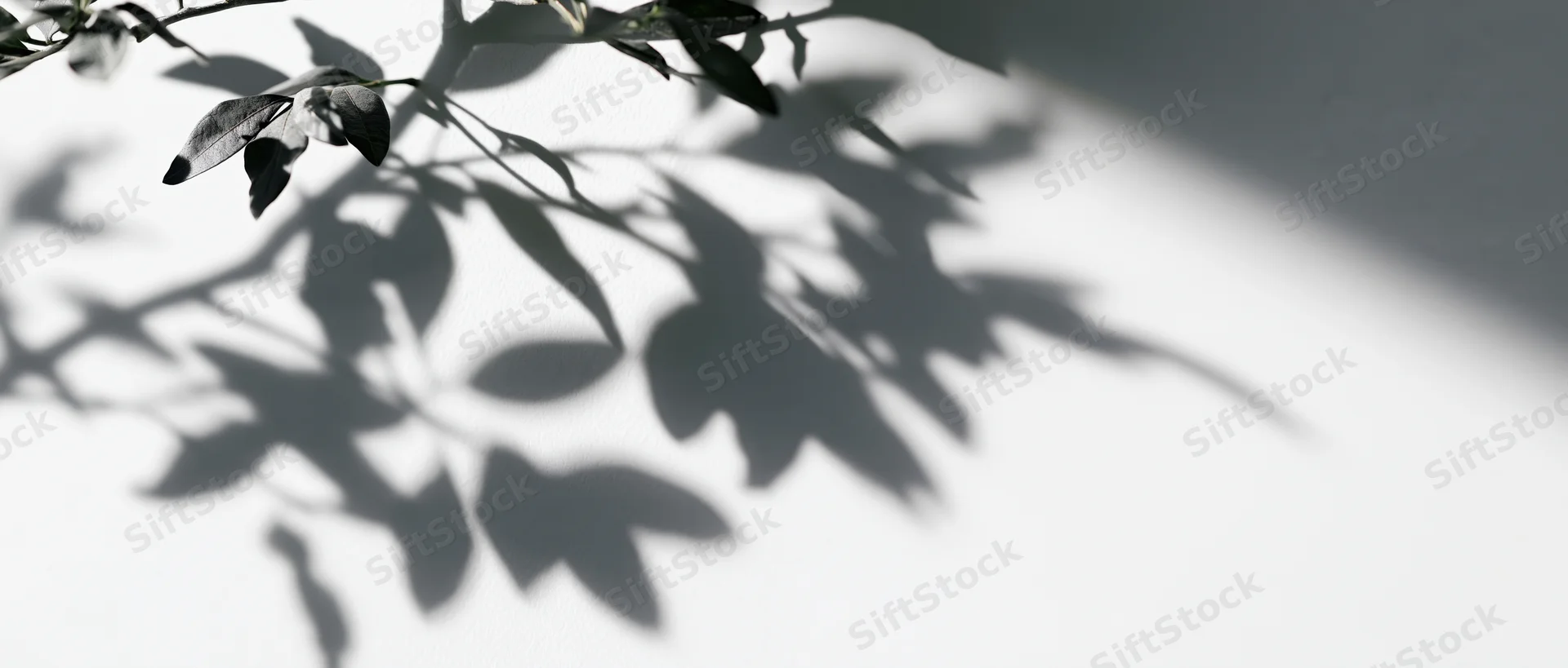 Shadow of leafy branches cast across a white wall surface