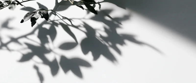 Shadow of leafy branches cast across a white wall surface