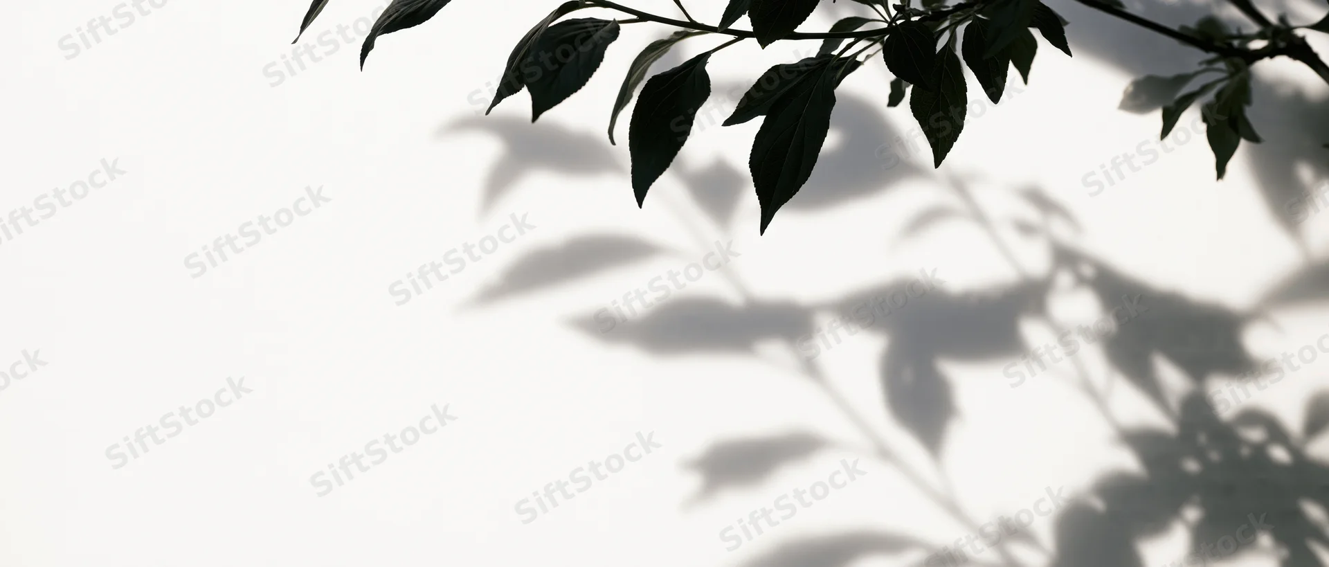 Shadow of leafy tree branches cast across a white surface with copyspace