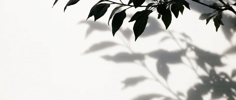 Shadow of leafy tree branches cast across a white surface with copyspace