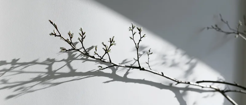 Bare tree branch with small buds casting shadow on white wall