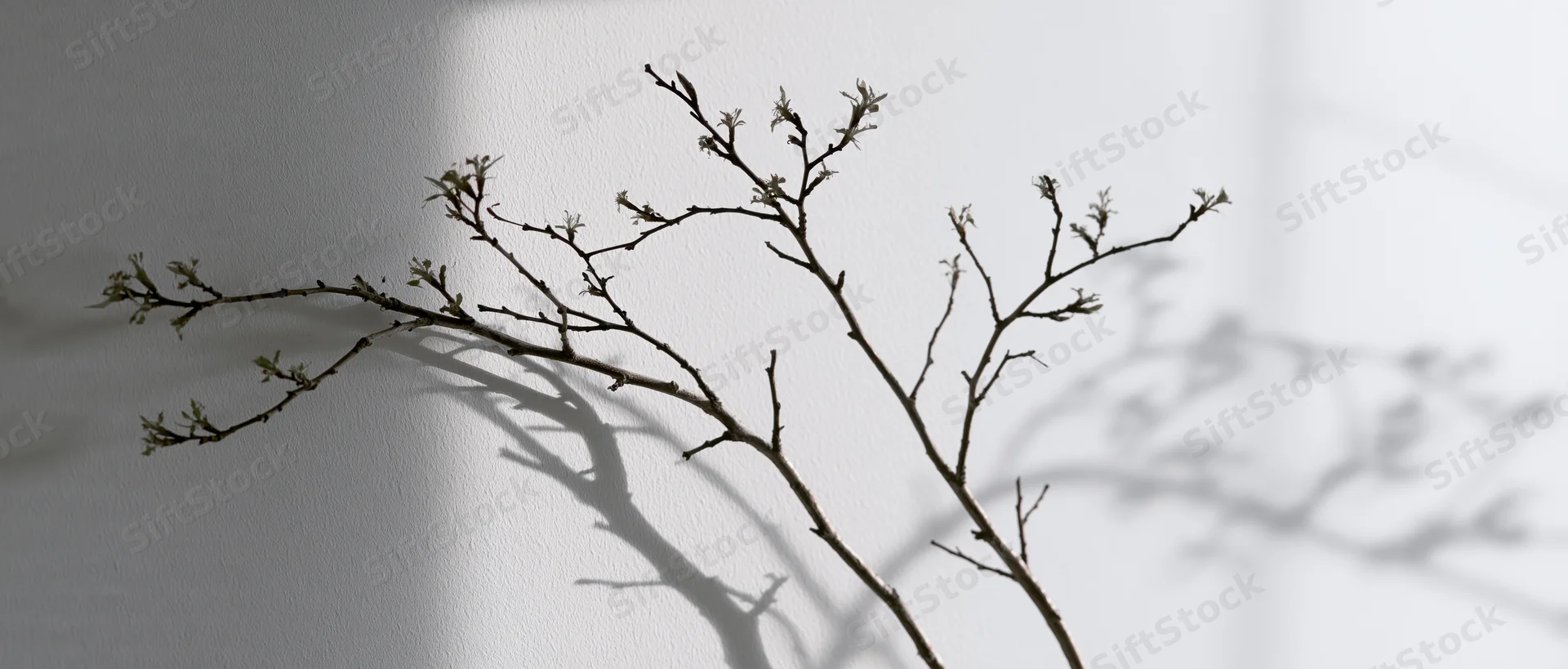 Bare tree branches with small buds casting shadows on a white wall
