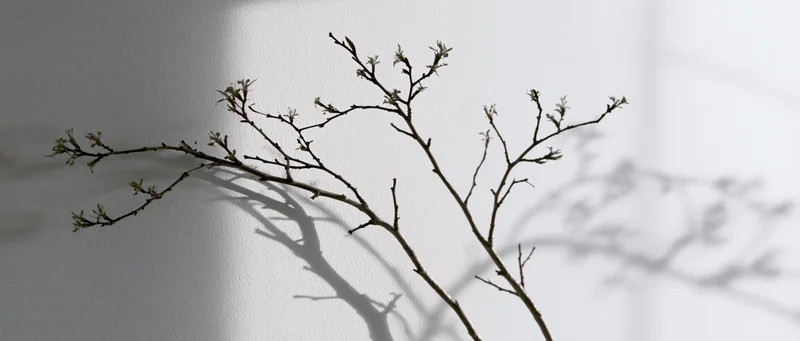 Bare tree branches with small buds casting shadows on a white wall