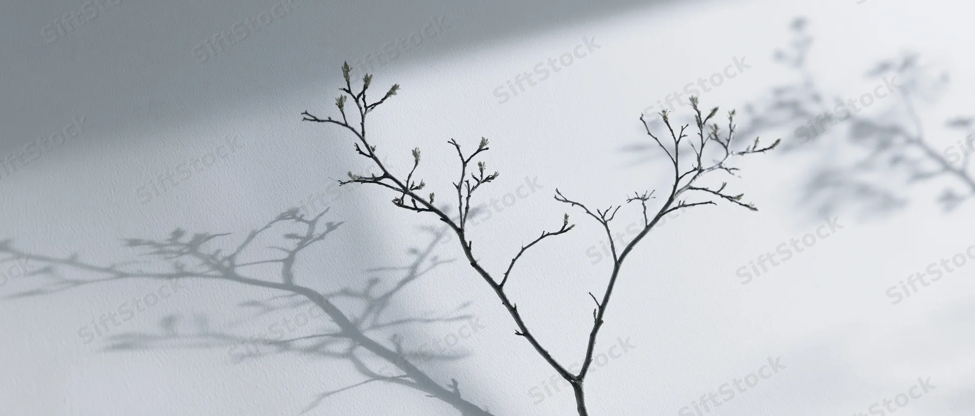 Shadow of bare tree branches with small buds cast on a white wall