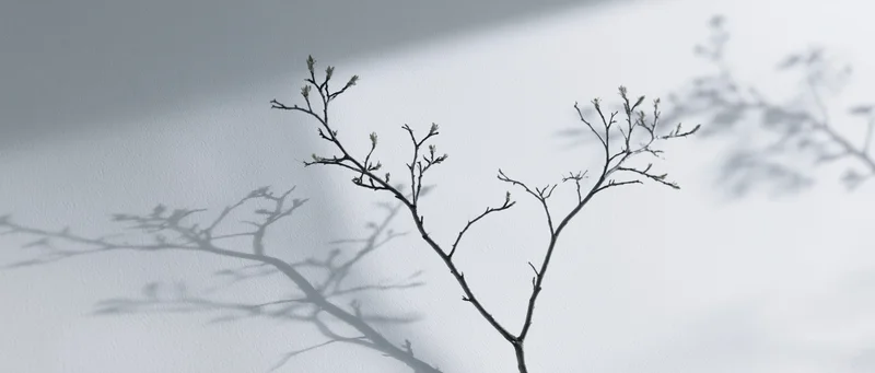 Shadow of bare tree branches with small buds cast on a white wall