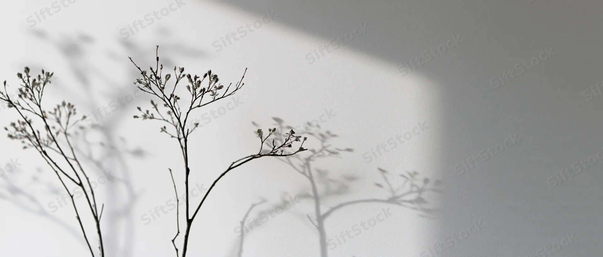 Bare branches casting soft shadows on a white wall indoors