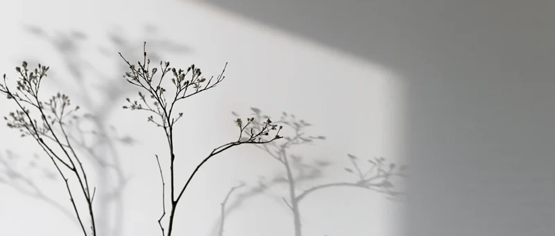 Bare branches casting soft shadows on a white wall indoors