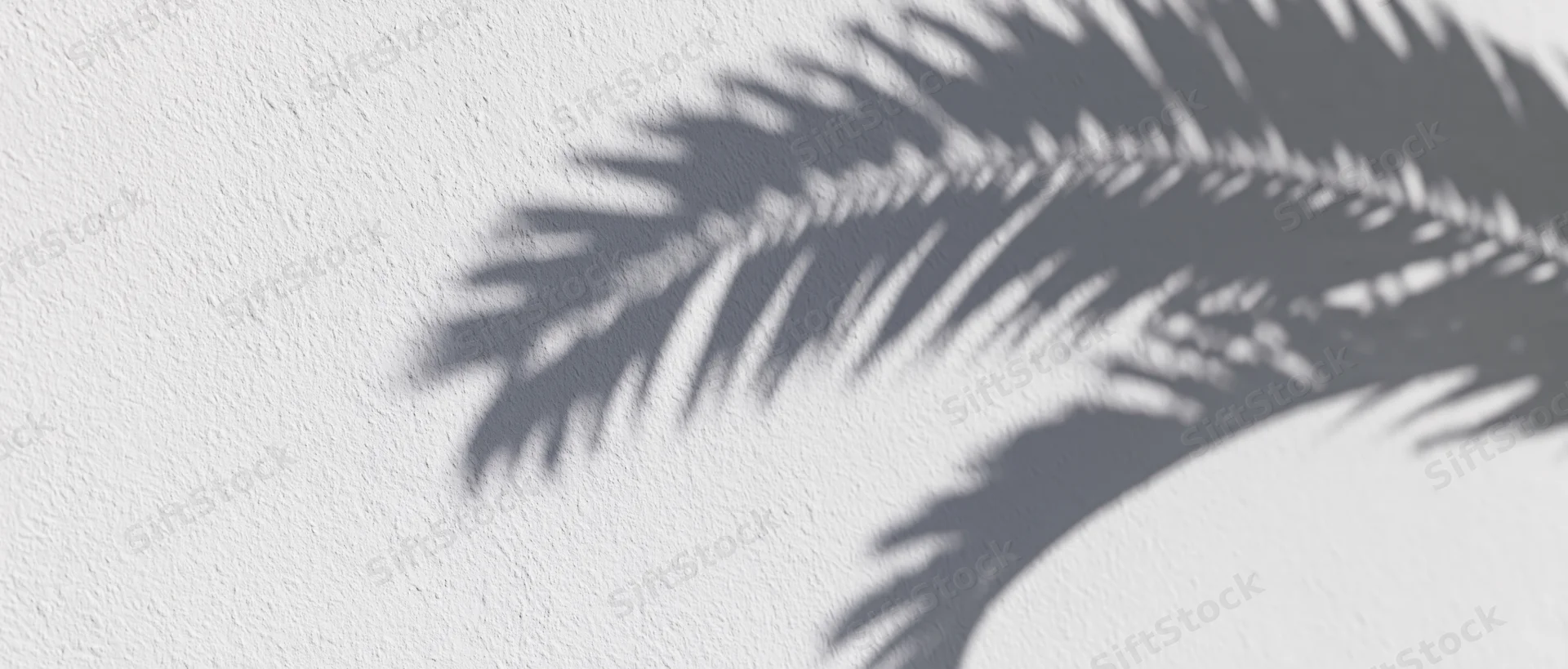 Shadow of palm fronds cast diagonally across a white textured wall