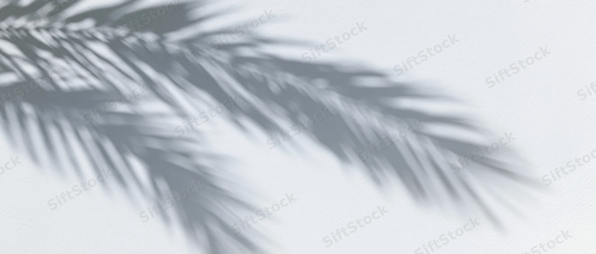 Shadow of palm fronds cast diagonally across a plain white surface