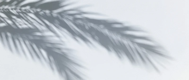 Shadow of palm fronds cast diagonally across a plain white surface