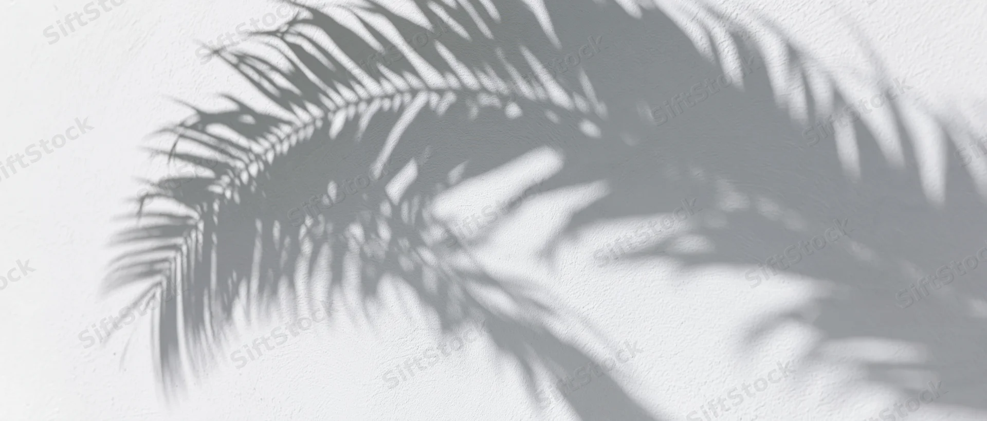 Shadow of palm fronds cast diagonally across a white textured wall