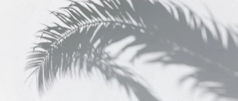 Shadow of palm fronds cast diagonally across a white textured wall