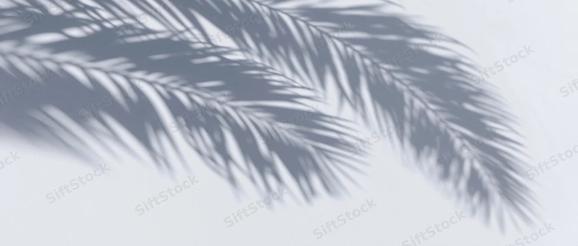 Shadow of palm fronds cast diagonally across a white wall