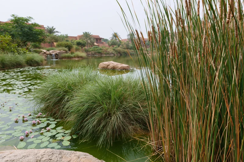 Shallow ornamental pond edged with tall papyrus reeds and water lilies, surrounded by greenery and rocks, with a distant building in the background