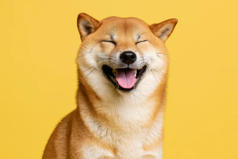 Shiba inu dog with open mouth and squinting eyes against yellow background