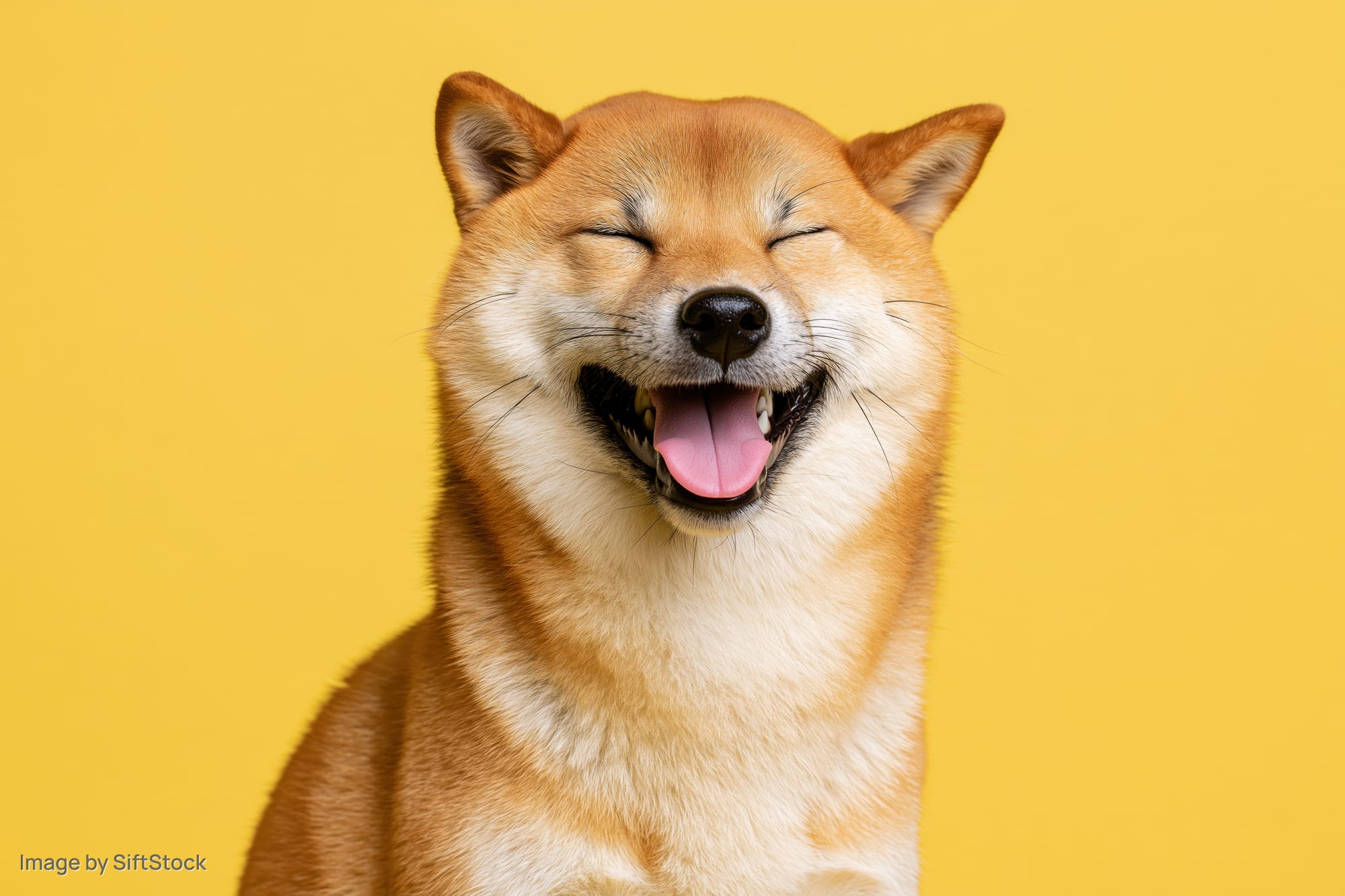 Shiba inu dog with open mouth and squinting eyes against yellow background