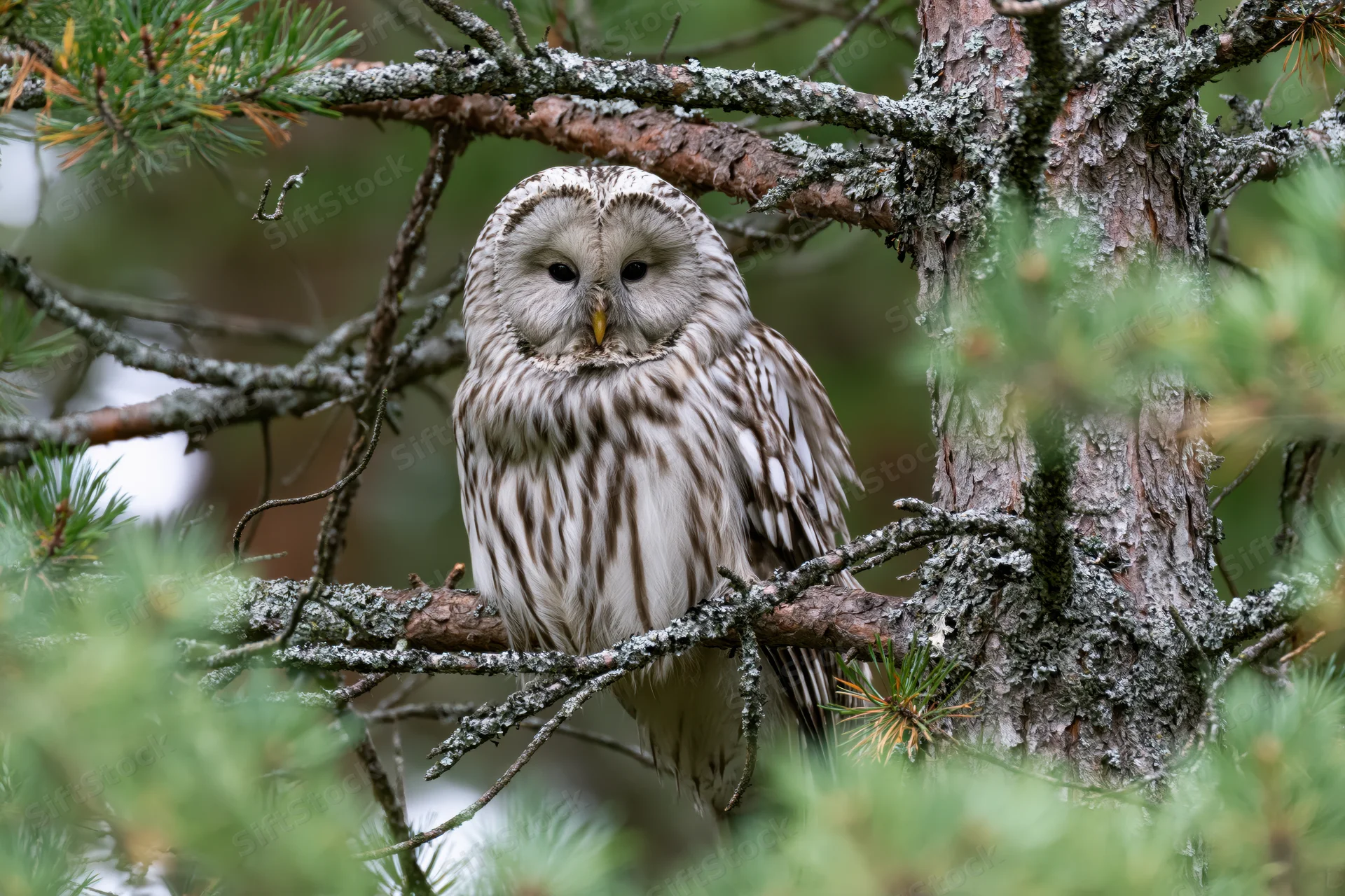 Ural owl perched on pine branch in forest setting