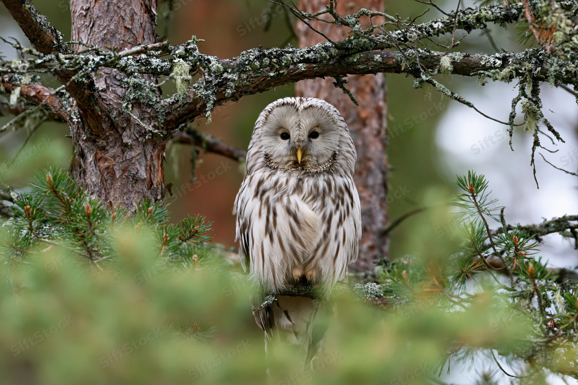 Ural owl perched on pine branch staring directly in forest setting