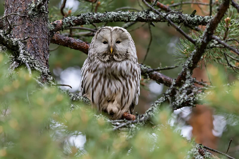 Ural owl perched on pine branch in forest surrounded by foliage