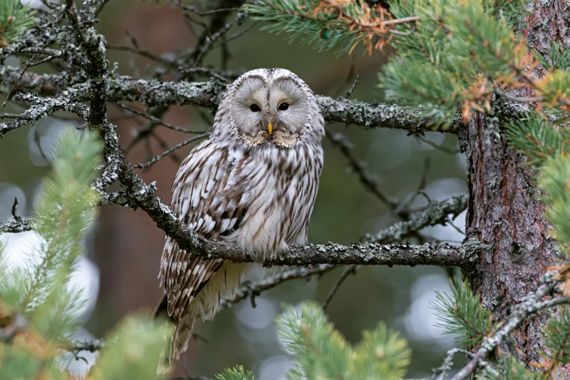 Ural owl perched on pine branch in forest setting