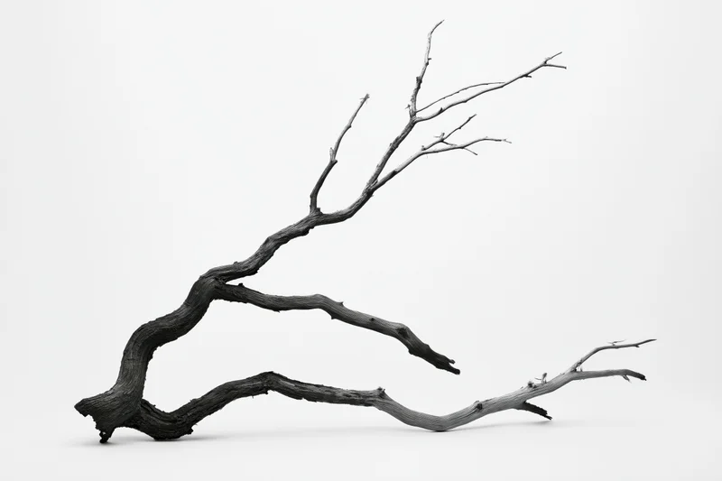 Dead tree branch with gnarled twisted trunk lying horizontally on white background