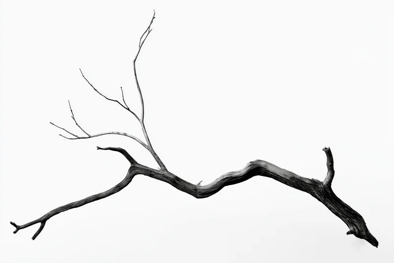 Dead tree branch with gnarled twisted trunk lying horizontally on white background