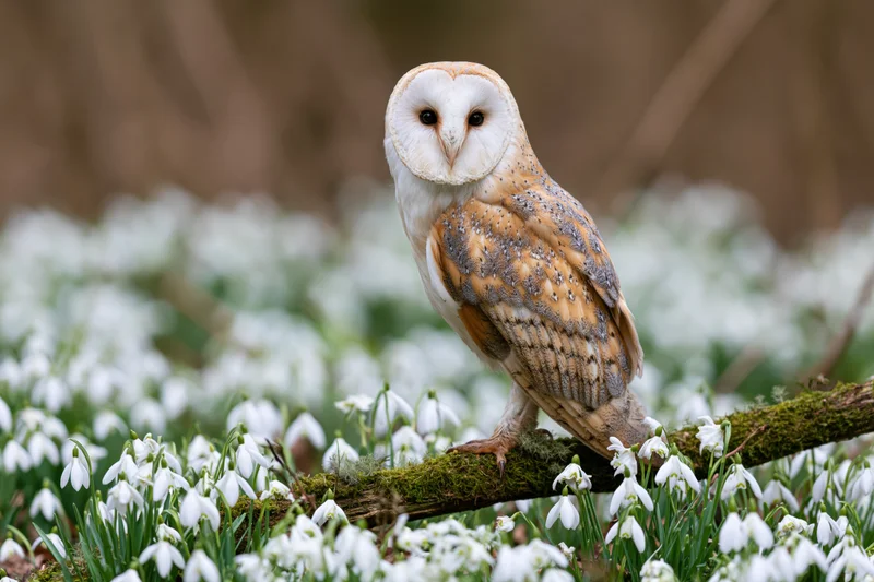 Barn owl perched on mossy branch surrounded by white snowdrop flowers in spring woodland