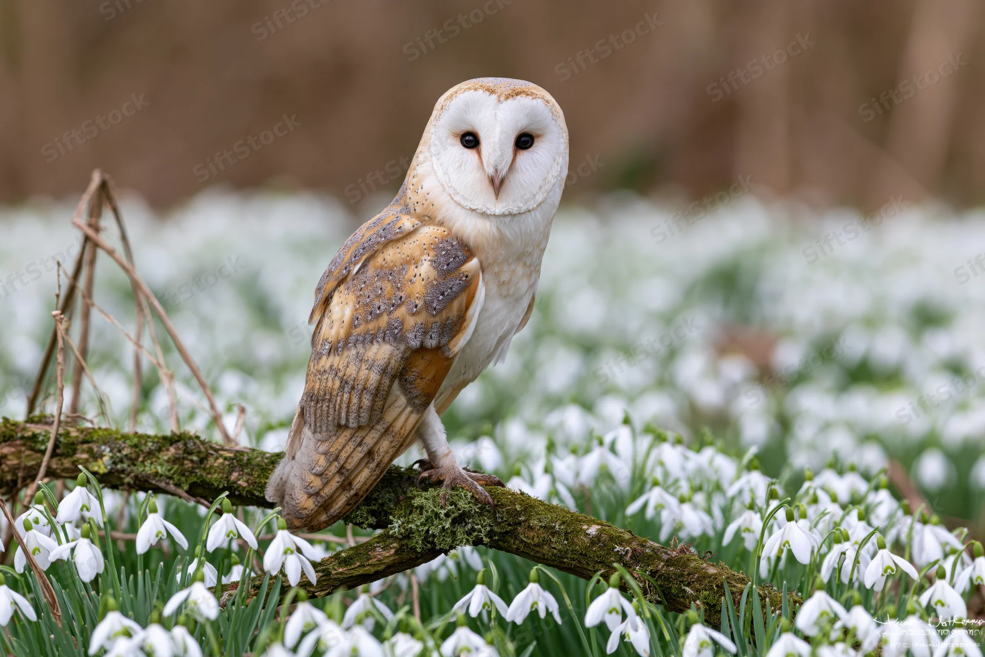 Barn owl perched on mossy branch facing camera among snowdrop flowers in spring woodland