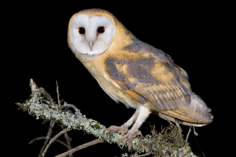 Barn owl perched upright on a moss-covered branch facing slightly left against black background