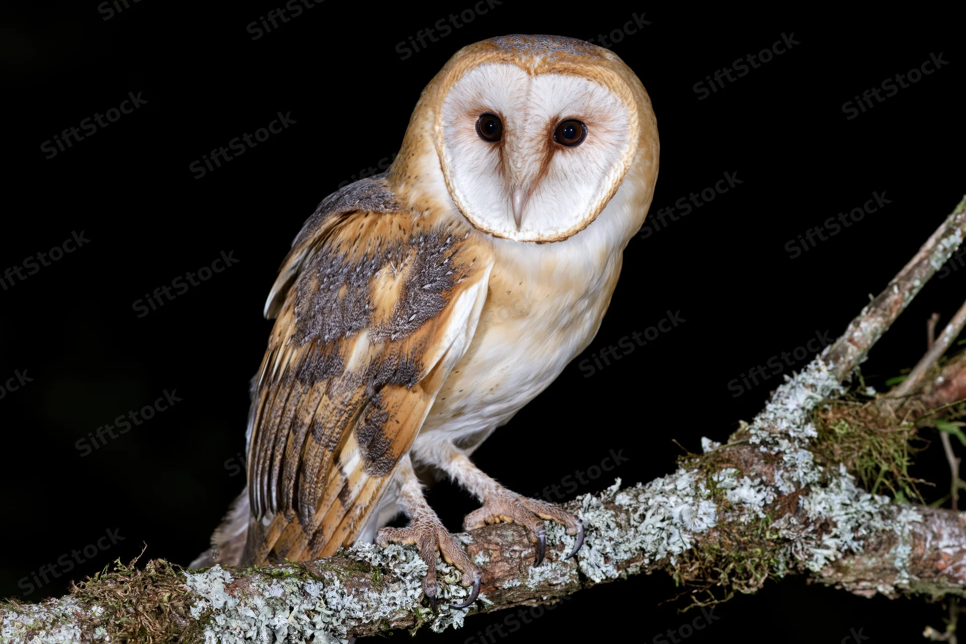 Barn owl perched upright on a moss-covered branch facing forward at night
