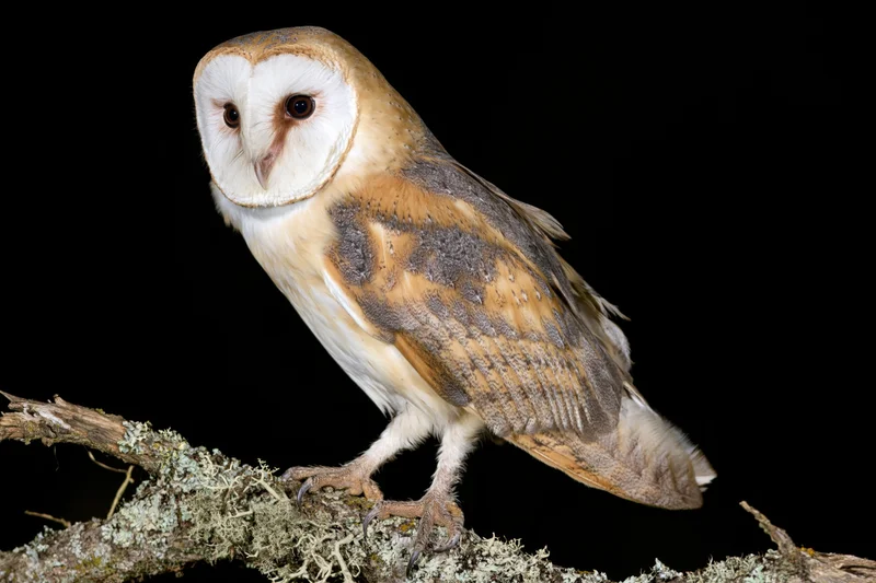 Barn owl perched upright on a moss-covered branch against black background