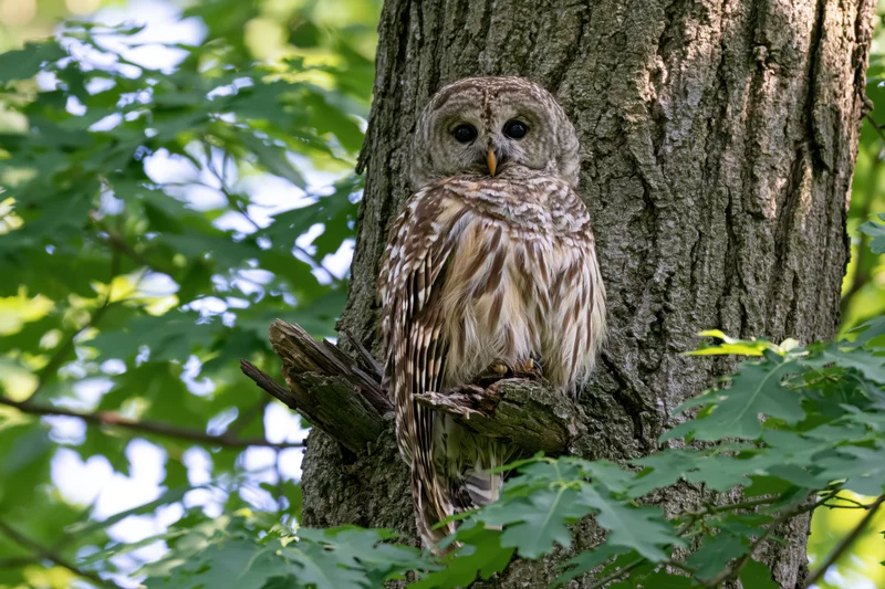 Barred owl perched on broken branch stub against thick tree trunk in forest