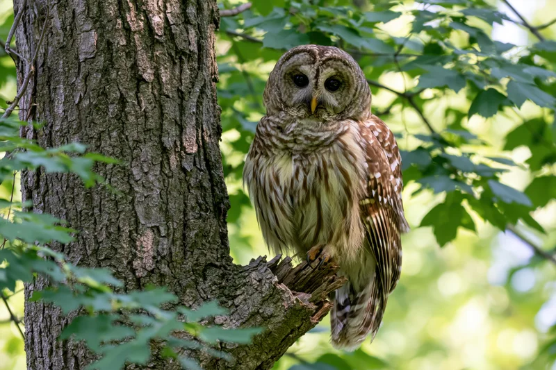 Barred owl perched on broken branch stub beside thick tree trunk in forest foliage